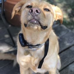 labrador trainer near me