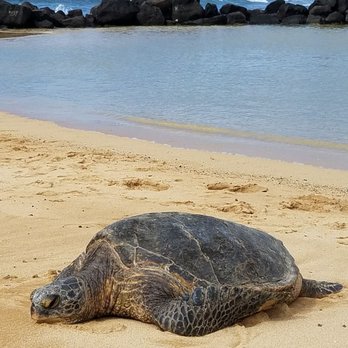 Poipu Beach - Green sea turtles and snorkeling - Beaches Near Me - Koloa, Hawaii Poipu Beach - Green sea turtles and snorkeling - Beaches Near Me - Koloa, Hawaii