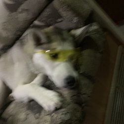 A very happy dogs