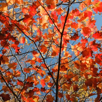 Acadia National Park - 10/24/25 Foliage - Parks Near Me - Bar Harbor, Maine Acadia National Park - 10/24/25 Foliage - Parks Near Me - Bar Harbor, Maine