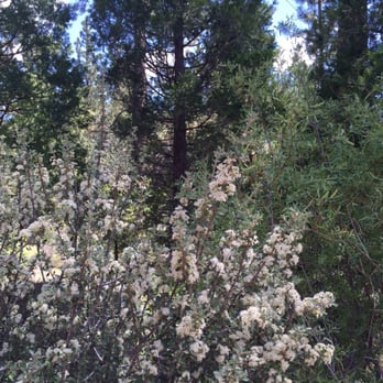 Chilao Campground - Mountain lilac (?) on the creekside trail loop in late May 2016. - Campgrounds Near Me