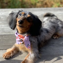 Daphne the Dapple Doxie