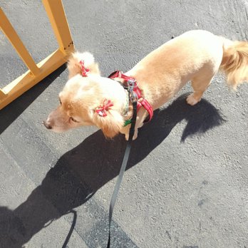 Discount Pets - Same - Pet Groomers Near Me - Santa Ana, California Discount Pets - Same - Pet Groomers Near Me - Santa Ana, California