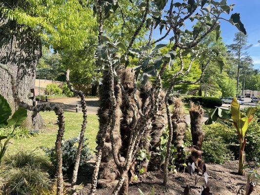 Memphis Botanic Garden by null