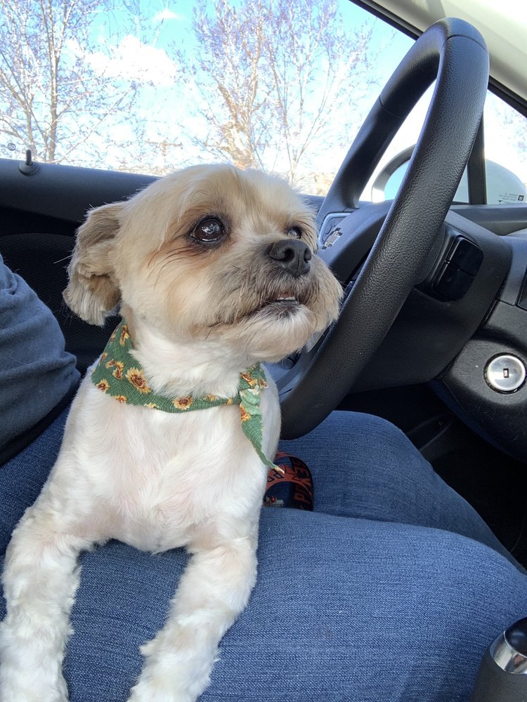 DOLLY’S DOGGIE SALON Updated September 2024 13 Photos & 27 Reviews