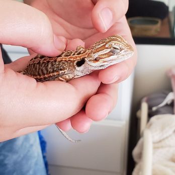 Rainbow Mealworms - Baby Clive! - Reptile Shops Near Me - Compton, California
