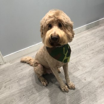 Pups in Tubs - Teddy rocking the new cut :) - Pet Groomers Near Me - Los Angeles, California Pups in Tubs - Teddy rocking the new cut :) - Pet Groomers Near Me - Los Angeles, California