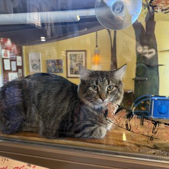 The Region Cat Cafe - Themed Cafes Near Me - Merrillville, Indiana
