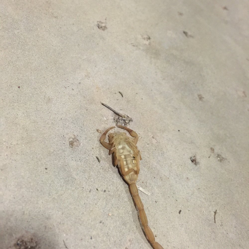 Dead scorpion the day after G.P.C. Came to my house and preformed one time service. You don't see that every day. Dead scorpion the day after G.P.C. Came to my house and preformed one time service. You don't see that every day.