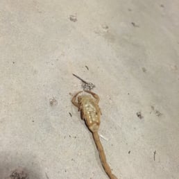 Dead scorpion the day after G.P.C. Came to my house and preformed one time service. You don't see that every day.