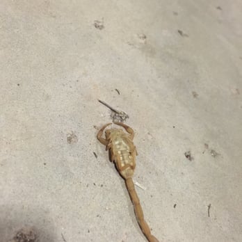 Guaranteed Pest Control - Dead scorpion the day after G.P.C. Came to my house and preformed one time service. You don't see that every day. - Pest Control Near Me - Gilbert, Arizona