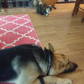Carolina's Dog Trainer - Zeus from Lexington,sc being nice to the bad kitty - Pet Training Near Me - Lancaster, South Carolina Carolina's Dog Trainer - Zeus from Lexington,sc being nice to the bad kitty - Pet Training Near Me - Lancaster, South Carolina