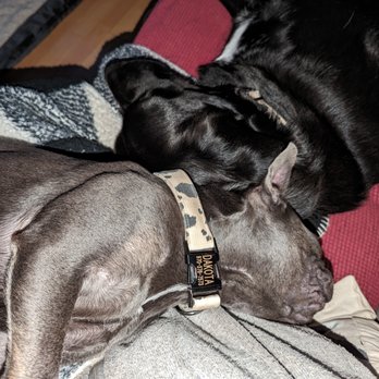 The Puget Hound - My two dogs crashed after a few hours at doggie daycare - Pet Training Near Me - Bellingham, Washington The Puget Hound - My two dogs crashed after a few hours at doggie daycare - Pet Training Near Me - Bellingham, Washington
