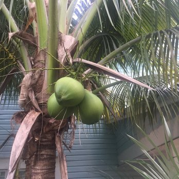Roam Miami - Little River Inn fresh grown coconuts - Travel Services Near Me - Miami, Florida Roam Miami - Little River Inn fresh grown coconuts - Travel Services Near Me - Miami, Florida