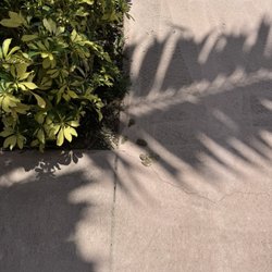 Monarch Station - Dog poop on sidewalk
