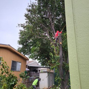 Red Hill Tree Service - Tree Services Near Me - Rancho Cucamonga, California