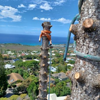 Gourley Tree Removal - Rigging 2 codominant pine tree tops - Tree Services Near Me - Kailua-Kona, Hawaii Gourley Tree Removal - Rigging 2 codominant pine tree tops - Tree Services Near Me - Kailua-Kona, Hawaii