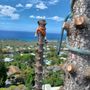 Gourley Tree Removal
