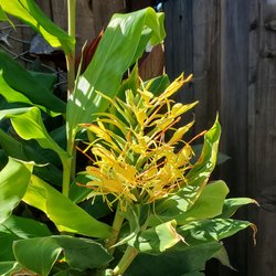 La Vie Dansante Wines - Kahili Ginger bloom on the Tropical Lanai