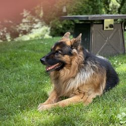 Greenleaf Pet Resort of Oakhurst - This is the older one both are Wonderful and this one only Shannon can do.