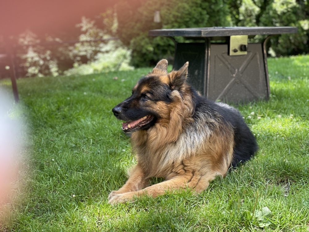 Greenleaf Pet Resort of Oakhurst Image