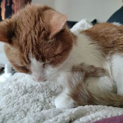 Enchanted Mountains Urgent Veterinary Care - The lap cat, in healthier times.