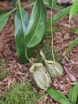 Butterfly Garden by null