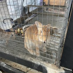 Hoosville Hostel - Resident rabbits