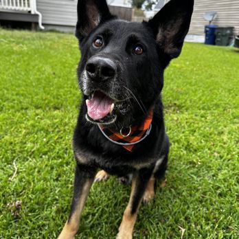 Kilo One Dog Training - Samu - Pet Training Near Me Kilo One Dog Training - Samu - Pet Training Near Me