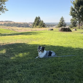 Primal Needs Behavioral Solutions - Pet Training Near Me