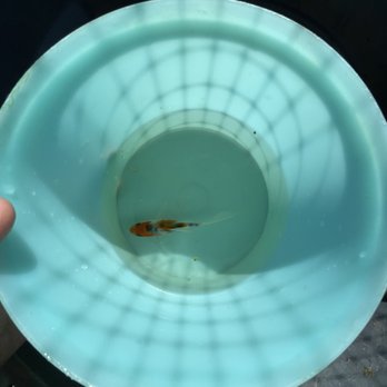 Deep South Aquatics - 3inch butterfly koi - Aquarium Services Near Me Deep South Aquatics - 3inch butterfly koi - Aquarium Services Near Me