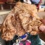 Photo of PJ Noah PetSalon - Laguna Niguel