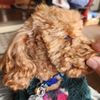 PJ Noah PetSalon - Laguna Niguel gift card