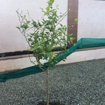 Moon Valley Nurseries - Mexican Lime. - Nurseries & Gardening Near Me - Chandler, Arizona