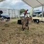 Photo of Lafayette Jockey Lot Flea Market