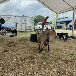 Lafayette Jockey Lot Flea Market