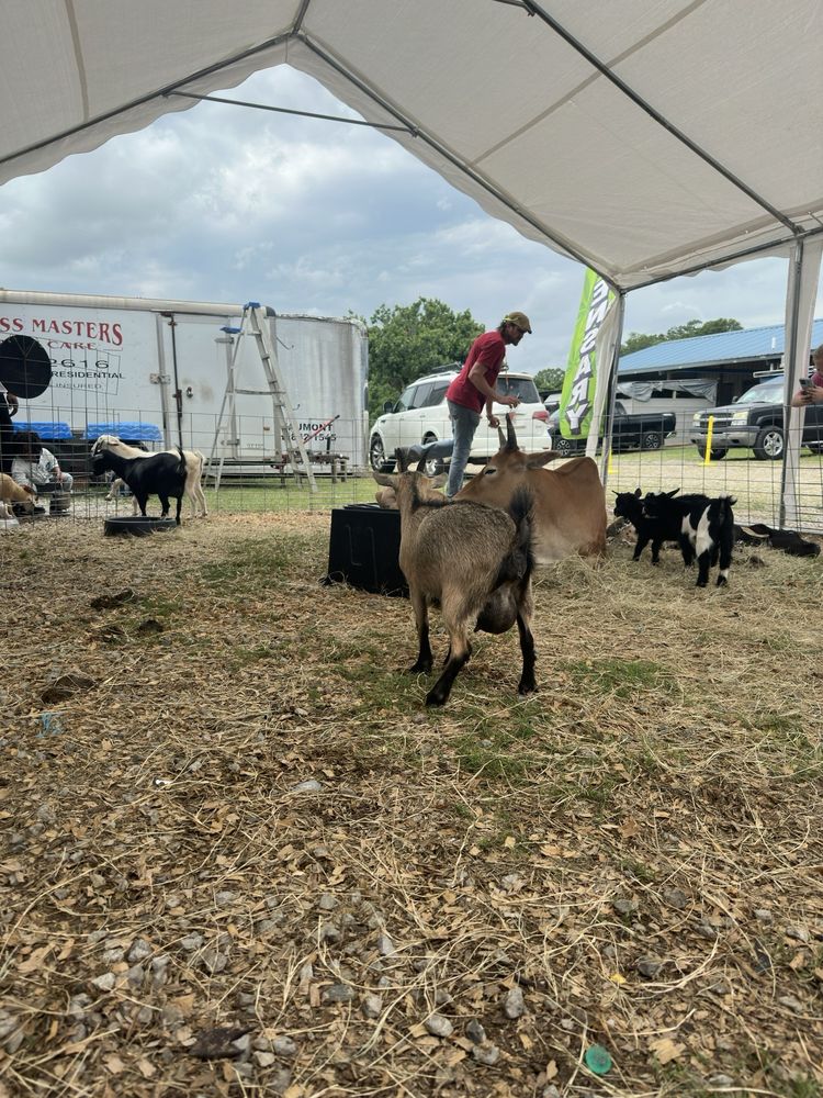 LAFAYETTE JOCKEY LOT FLEA MARKET Updated October 2024 15 Photos