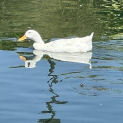 Bridgeport Park