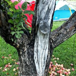 Bauers Canyon Ranch Rv Park