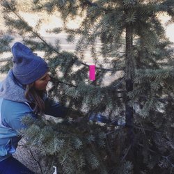 Idaho City Grocery - That little pink tag is the tree permit!