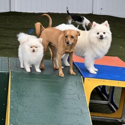 Puppy Paradis