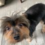Photo of Fur and Away Mobile Pet Grooming