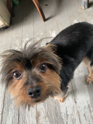 Fur and Away Mobile Pet Grooming