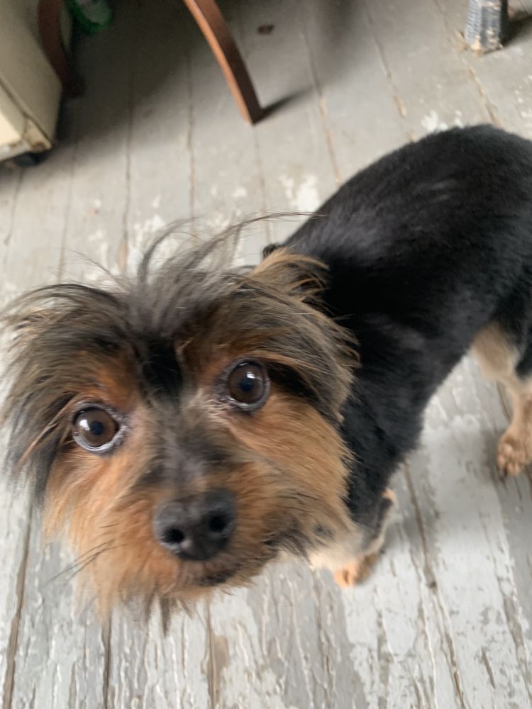 FUR AND AWAY MOBILE PET GROOMING Updated June 2024 174 Hollow Rd