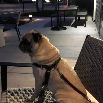 Rogue Valley Roasting - Happy pug - Coffee Roasteries Near Me - Ashland, Oregon Rogue Valley Roasting - Happy pug - Coffee Roasteries Near Me - Ashland, Oregon