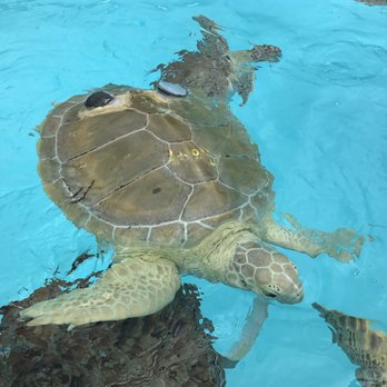 The Turtle Hospital - Veterinarians Near Me - Marathon, Florida