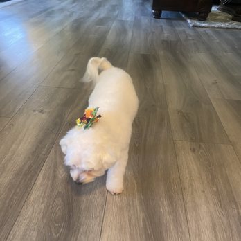 Top Dog Grooming - Pet Groomers Near Me - Northridge, California