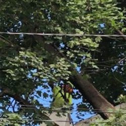 B & B Tree Service