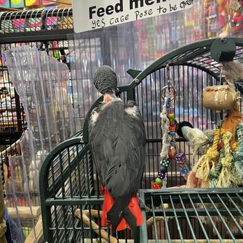 Monkey Shack - Pet Stores Near Me - Panama City Beach, Florida