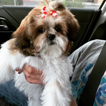 PetSmart - After her groom 4 months old - Pet Training Near Me - Hanford, California
